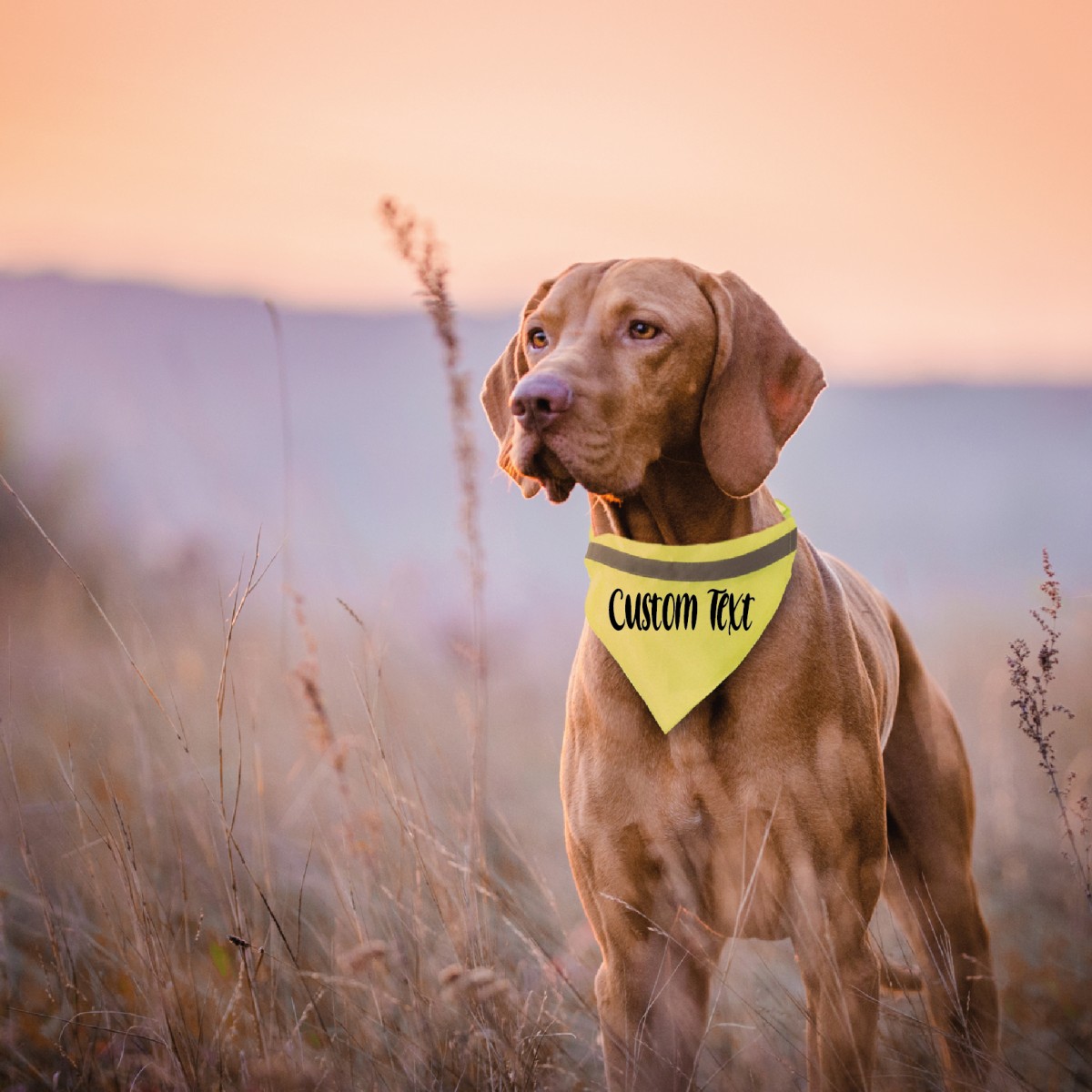 Collare Cane LUREX Alta Visibilità Personalizzato